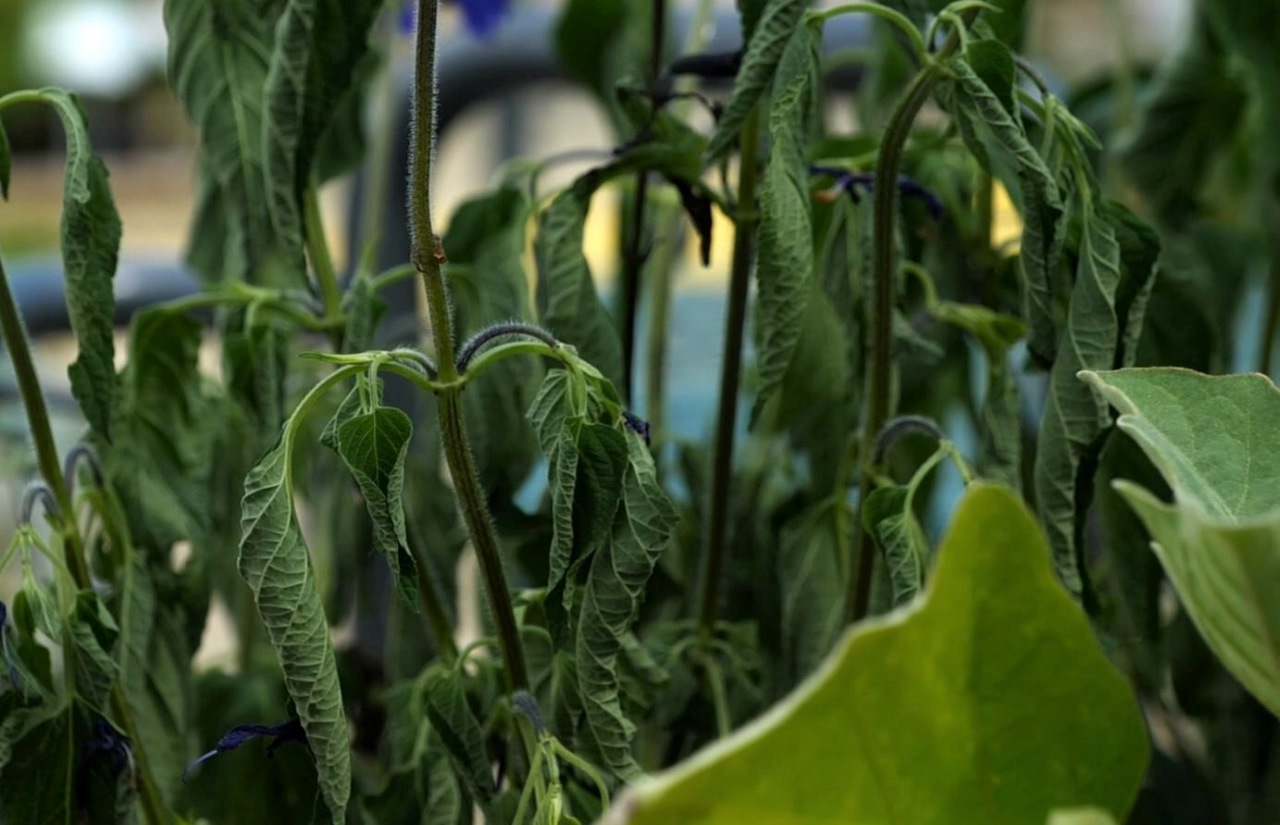 Get It Growing: How to help your container plants survive the heat